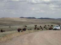 Midwest - Buffalo Herd in South Dakota near Mt. Rushmore