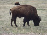 Midwest - Buffalo in South Dakota near Mt. Rushmore