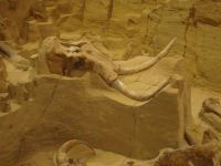 Hot Springs, South Dakota-Mammoth Site-Ice Age Columbian and Woolly Mammoth Fossils