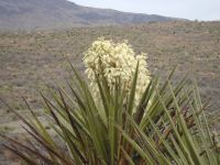 Southwest - near Fort Davis and Marfa, Texas