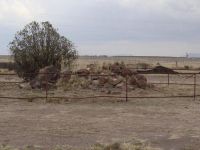 Marfa,TX-'Poison Hill'- Larry's Dad taught farmers the plants poisonous to cattle