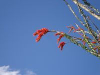 Southwest Cactus bloom