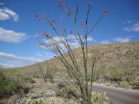 Southwest Cactus