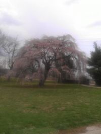 Willow Tree on Marshall Kinsey's property